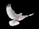 Flying White Dove Isolated On Black Background - ID # 13157983