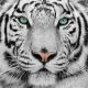 Big White Tiger Close - Up Portrait - ID # 13468757