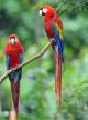Pair Of Scarlet Macaws - Costa Rica - ID # 15046106