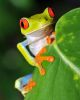 Red Eyed Green Tree Frog Looking - Costa Rica - ID # 15616329