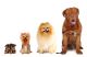 Group Of Dogs - Yorkshire Terrier -Spitz -Bordoss Dog - ID # 17992409