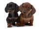 Pair Of Smooth - Haired Dachshunds - ID # 20868148
