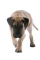 Great Dane Puppy Dog White Background - ID # 21498925