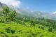 India - Tea Plantation - ID # 21701262