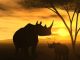 Safari African Spirit - Rhinoceros - ID # 21722559