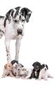 Great Dane Dog Looking At The Cute Puppies - ID # 22855256