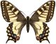 Yellow Butterfly Machaon -  - ID # 2511102