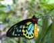 Colourful Buttery - Richmond Birdwing - ID # 25262671