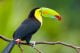 Keel Billed Toucan - From Central America - ID # 25709666