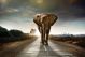 Walking Elephant - ID # 25742331