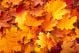 Background Group Autumn Orange Leaves -  - ID # 25799304
