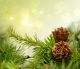 Pine Cones On Branches With Holiday Background - ID # 27116679