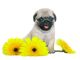 Pug Puppy With Yellow Chrysanthemums - ID # 27637754
