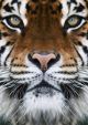 Close Up On A Tigers Face - ID # 2778061