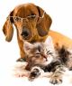 Dachshund Dog And Kitten - ID # 29192680
