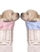 Puppy Love - Sleeping Puppies In Pink Blue Baskets  - ID # 29394279