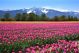 Field Of Tulips In British Columbia Canada - ID # 30168915