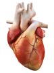 Cgi 3D Human Heart - ID # 30731859