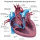 Pathway Of Blood Flow Through The Heart - ID # 31918002