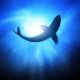 Deep Under The Ocean - Looking Up Towards A Shark - ID # 35031854