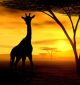 Safari African Spirit - Giraffe - ID # 3512034