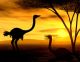 Safari African Spirit - Ostriches - ID # 3550272