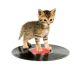 Kitten Standing On A Record - ID # 3648733
