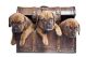 Three Happy Dogs Hiding In Vintage Chest - ID # 37049380