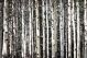 Aspen Tree Trunks In Forest As Natural Background - ID # 39155062