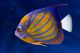 Bluering Angelfish - ID # 40164678