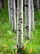 Aspen Birch Trees In Summer - ID # 43549896