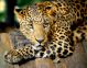 Leopard Portrait - ID # 43990989