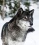 Wolf Int The Snow - ID # 44154178