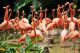 Caribbean Flamingos - ID # 45458355