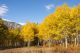 Aspen Grove In Fall Yellow Leaves With Mountains - ID # 45832058