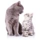 English Cat And A Kitten In Love - ID # 46155097