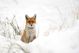 Red Fox In The Snow - ID # 46729168