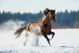 Brown Horse Runs In Winter Landscape - ID # 47039521