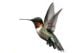 Isolated Ruby - Throated Hummingbird - ID # 47815849