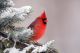 Male Northern Cardinal Sitting In An Evergreen Tree - ID # 48162416