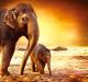 Elephant Mother And Baby Outdoors - ID # 48193474