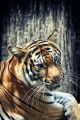 Tiger Against Grunge Concrete Wall - ID # 49749164