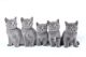 British Shorthair Kittens Sitting - ID # 4986569