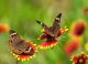 Two Buckeye Butterflies - Junonia Coenia - ID # 50805186