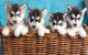 Four Puppies Husky - ID # 51084299