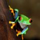 Red Eye Frog Agalychnis Callidryas In Terrarium - ID # 51622727