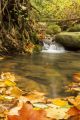 Creek In Autumn With Warm Colors And Leaves - ID # 52150351