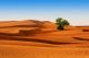 Desert Of North Africa - Sandy Barkhans - ID # 52239756