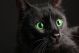 Black Cat On Black Background - ID # 52242668