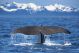 The Tail Of A Sperm Whale Diving - ID # 52617063